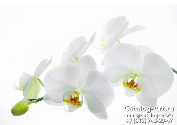 White orchids 36